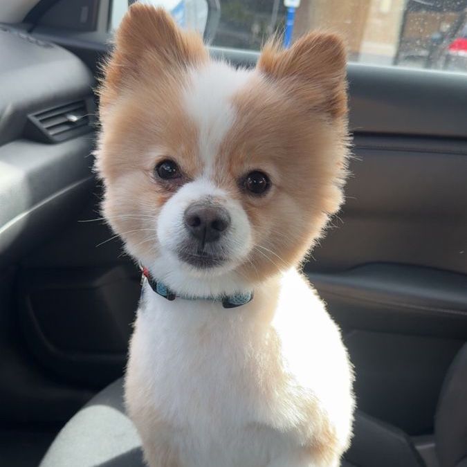 4-Year-Old Pomchi (Pomeranian/Chihuahua Mix) – Yogi