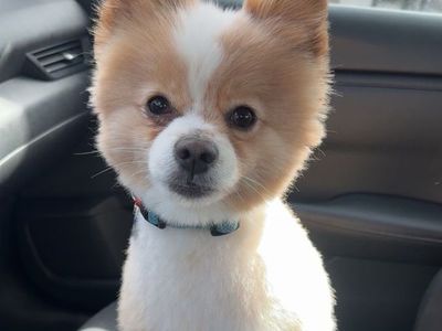 4-Year-Old Pomchi (Pomeranian/Chihuahua Mix) – Yogi