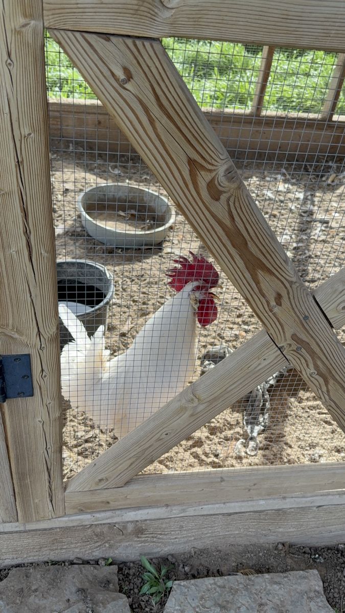 Leghorn  Rooster