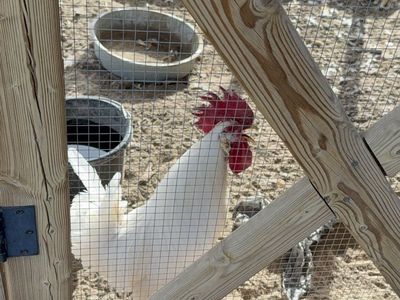 Leghorn Rooster