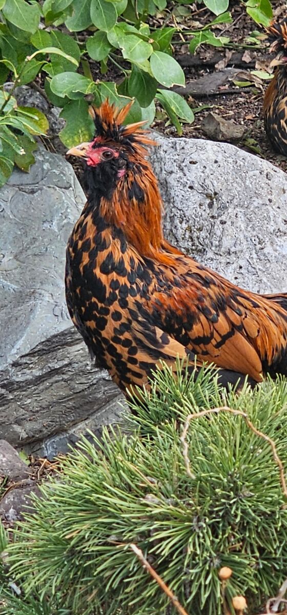 Pavlovskaya Rooster $35