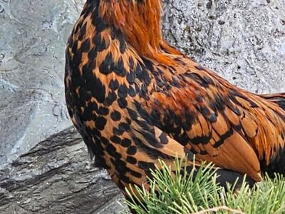 Pavlovskaya Rooster $35