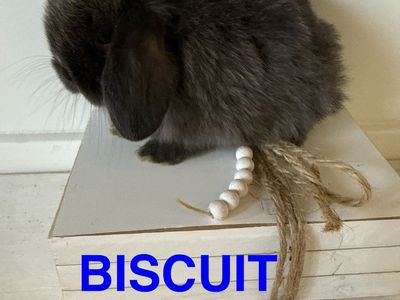 Adorable Holland Lop Bunny Bunnies - Ready Now