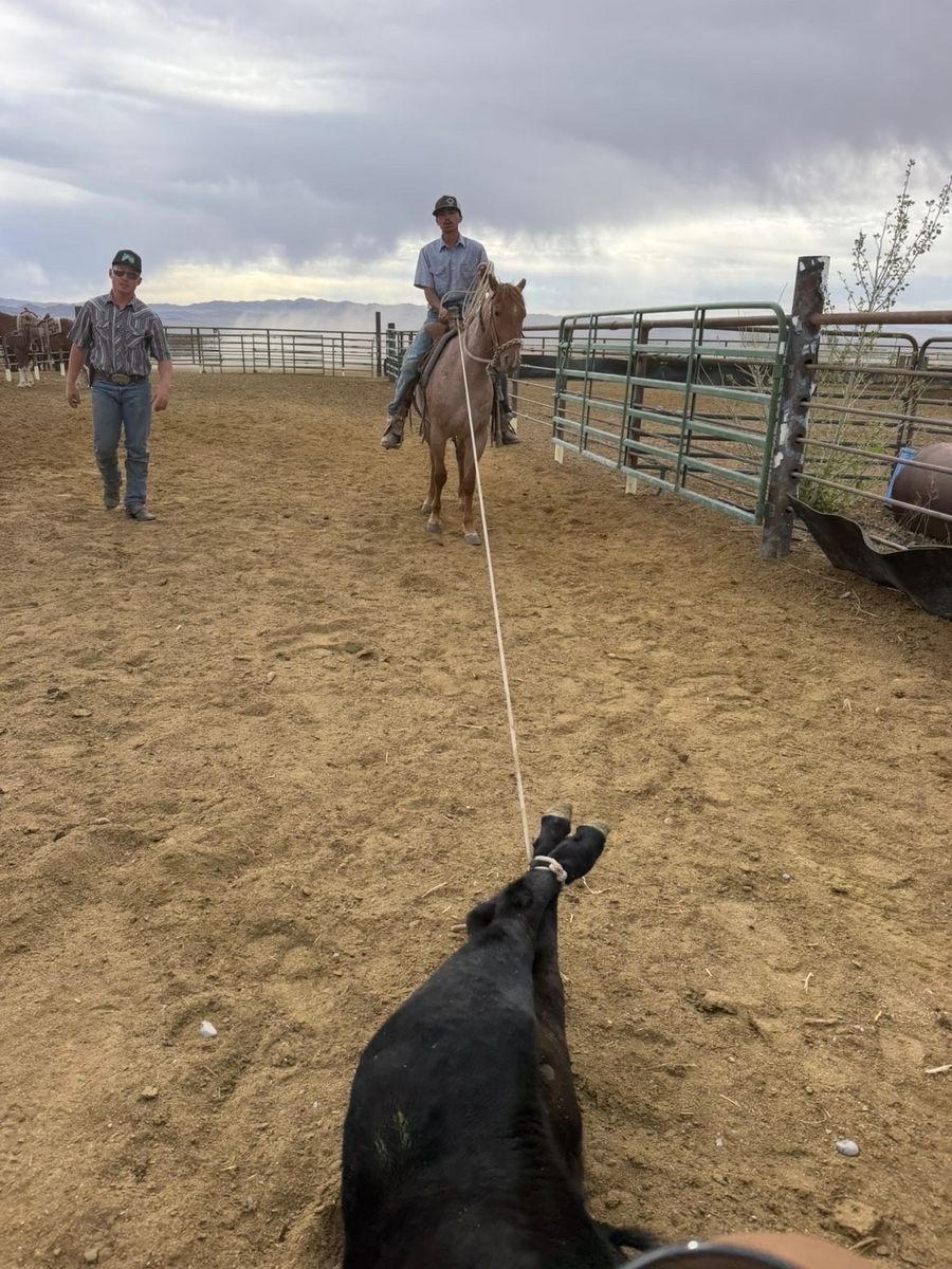 Two year old filly quarter horse