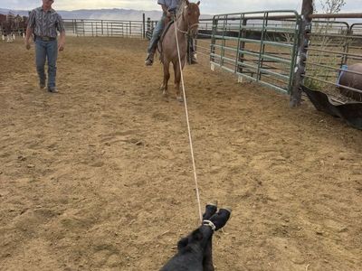 Two year old filly quarter horse