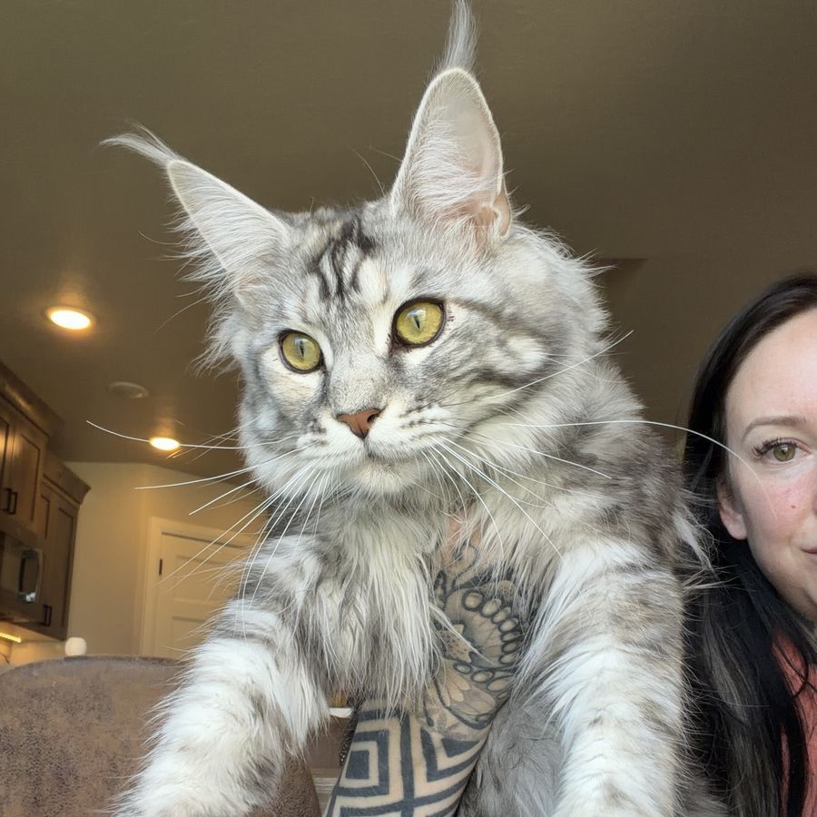 Maine coon female - CFA - 8 months