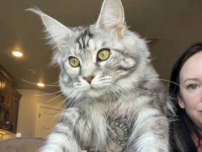 Maine coon female - CFA - 8 months