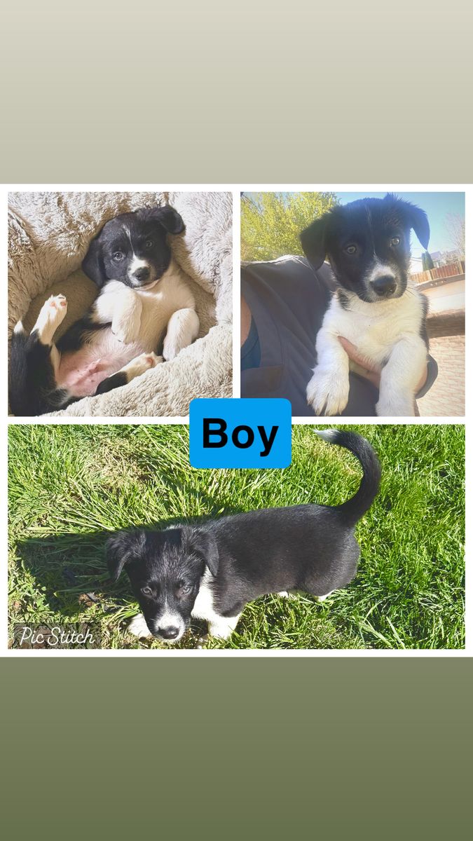 Corgi/Australian Shepherd puppies