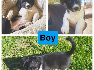 Corgi/Australian Shepherd puppies