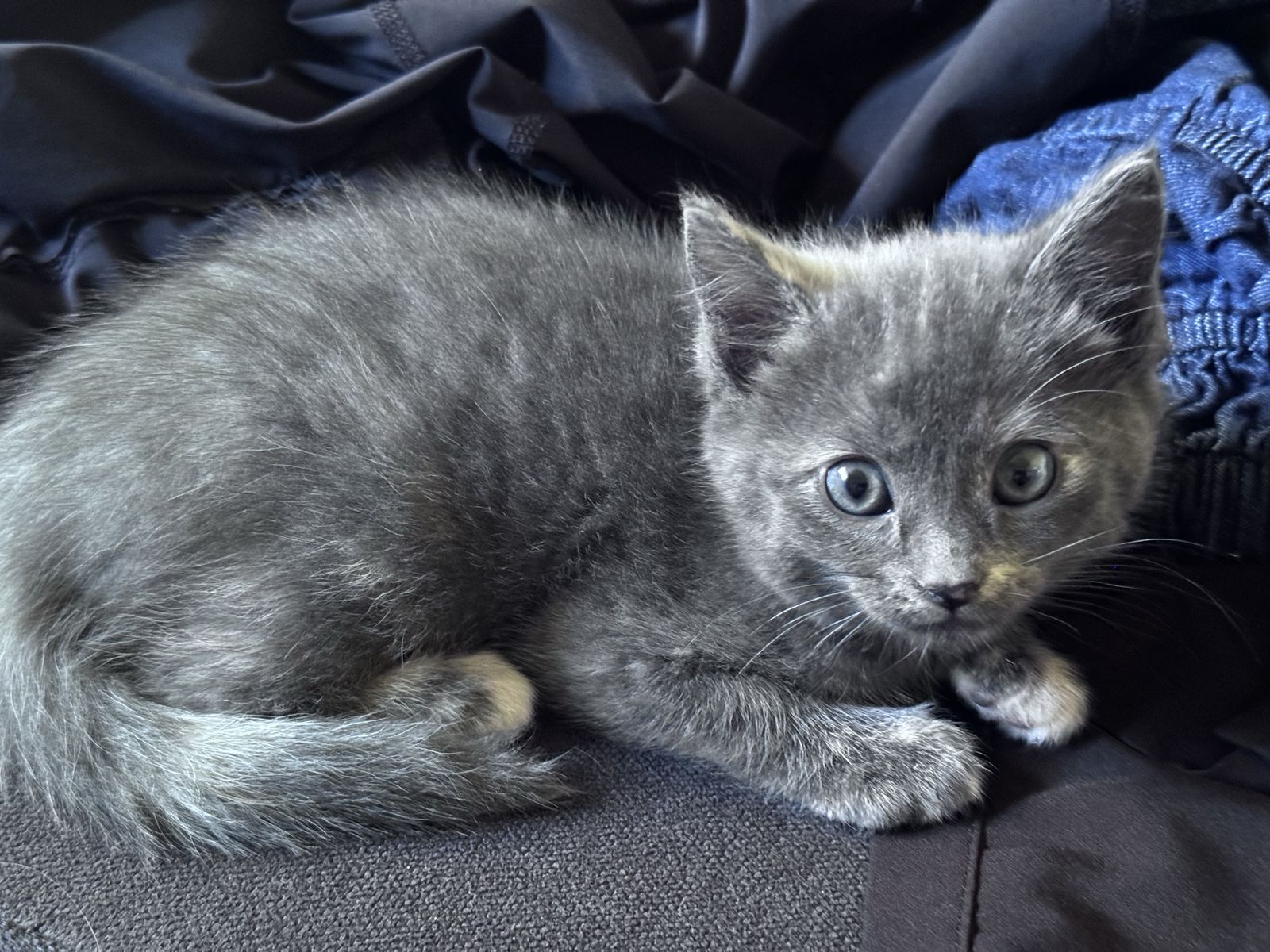 Adorable Kittens Looking for Forever Homes - Multiple Colors Available, Ready to Play!