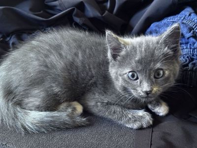 Adorable Kittens Looking for Forever Homes - Multiple Colors Available, Ready to Play!