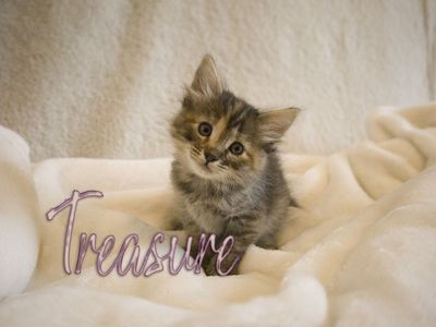 4 out of 9 Kittens available.