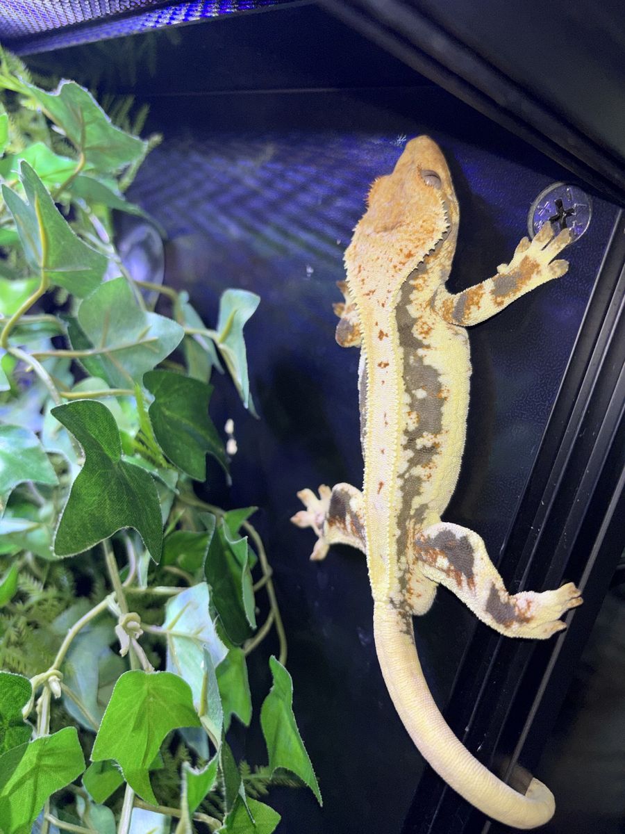 RTB LW Male Crested Gecko