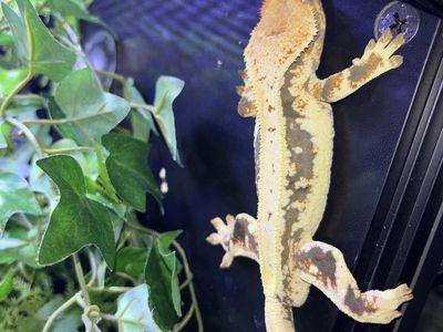 RTB LW Male Crested Gecko