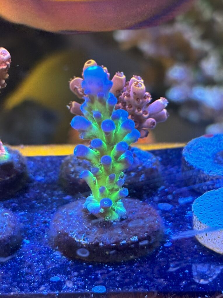 Acropora Frags (prices Listed)