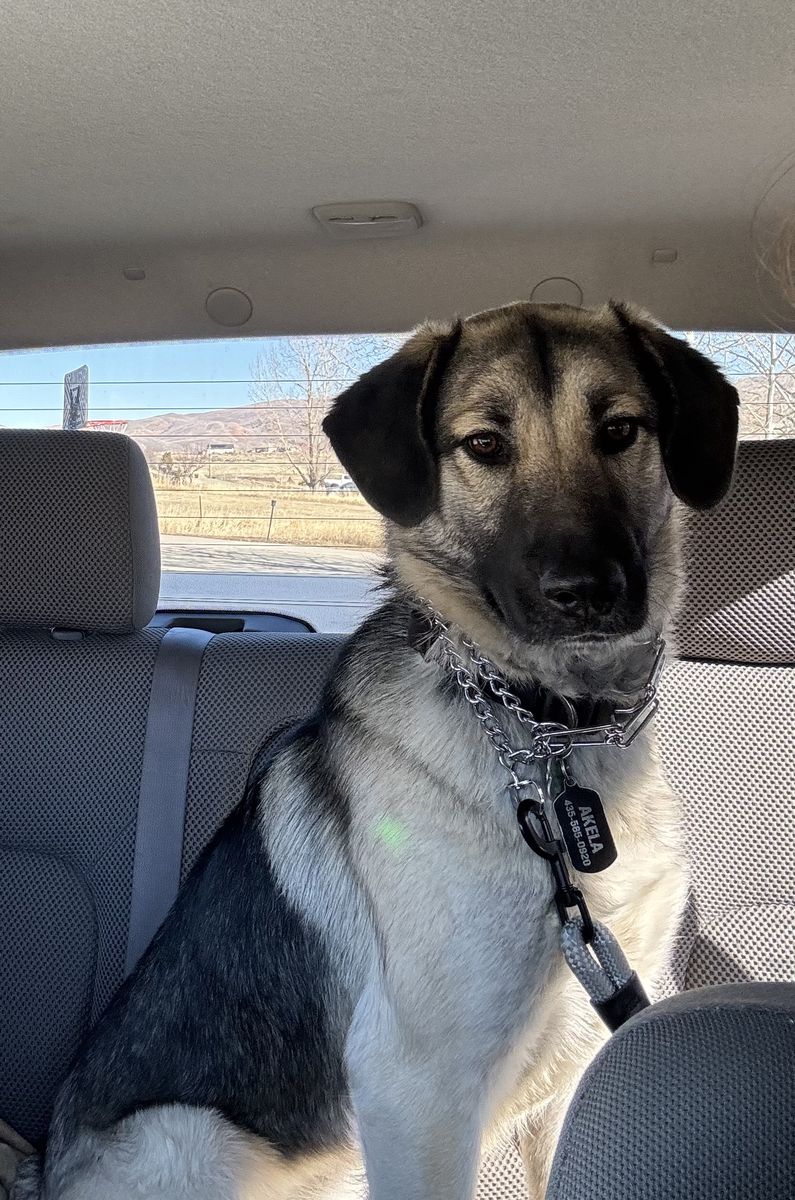 German shepherd stud