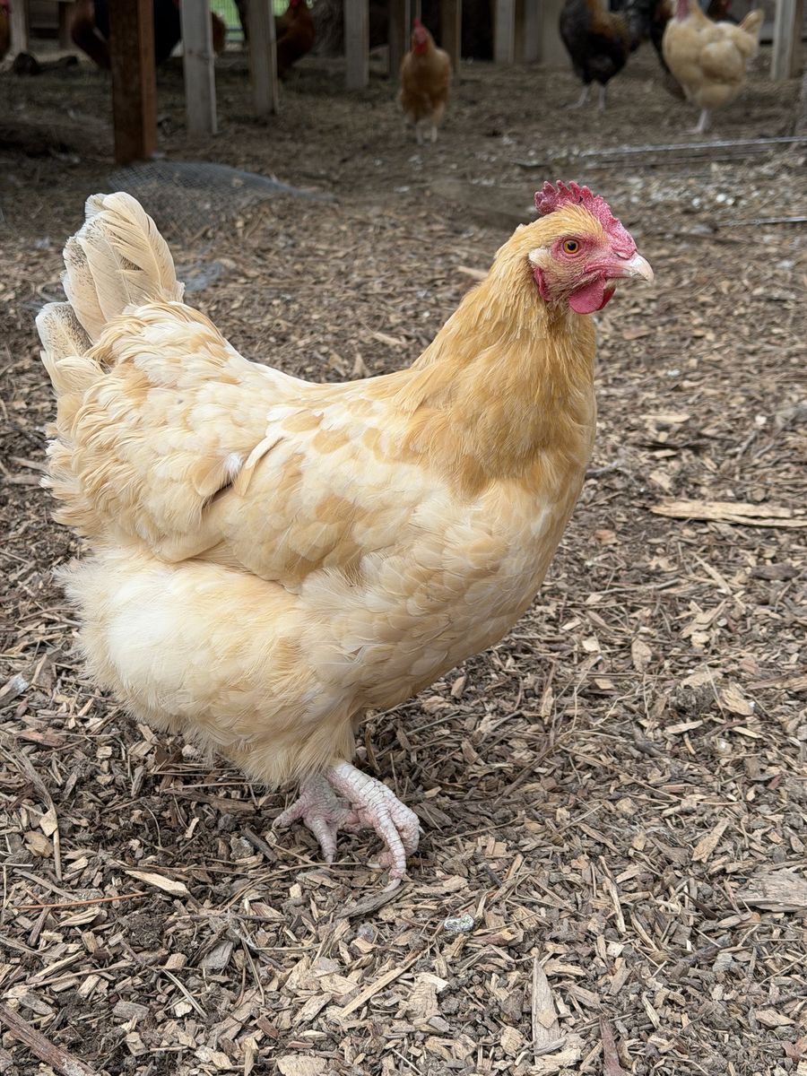3 Year Old Buff Orpington Chickens **$15 Each**
