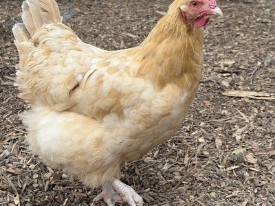 3 Year Old Buff Orpington Chickens **$15 Each**
