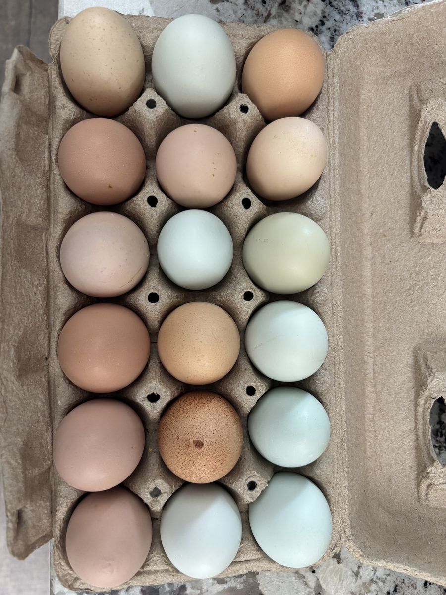 Farm fresh eggs