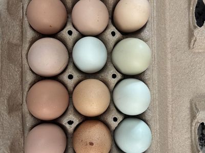 Farm fresh eggs