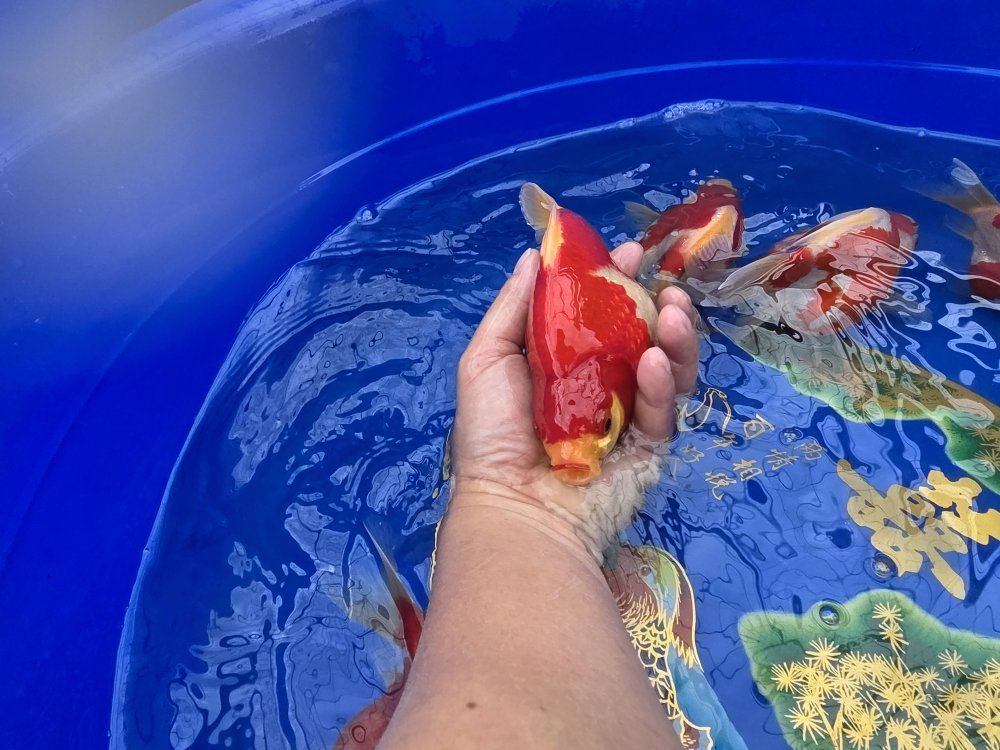 Tamasaba Japanese goldfish