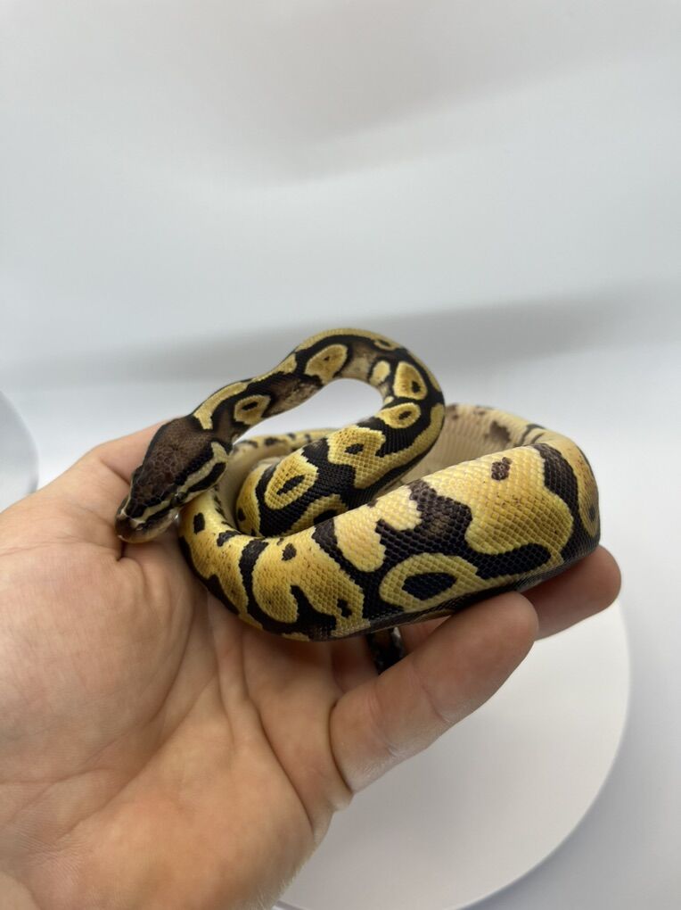 Pastel Orange Dream Het Pied