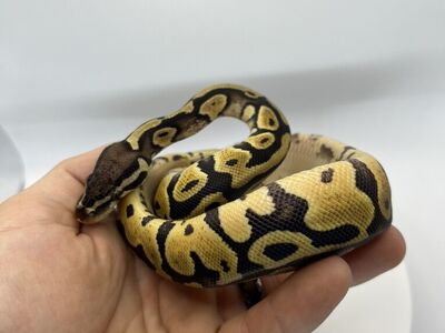 Pastel Orange Dream Het Pied