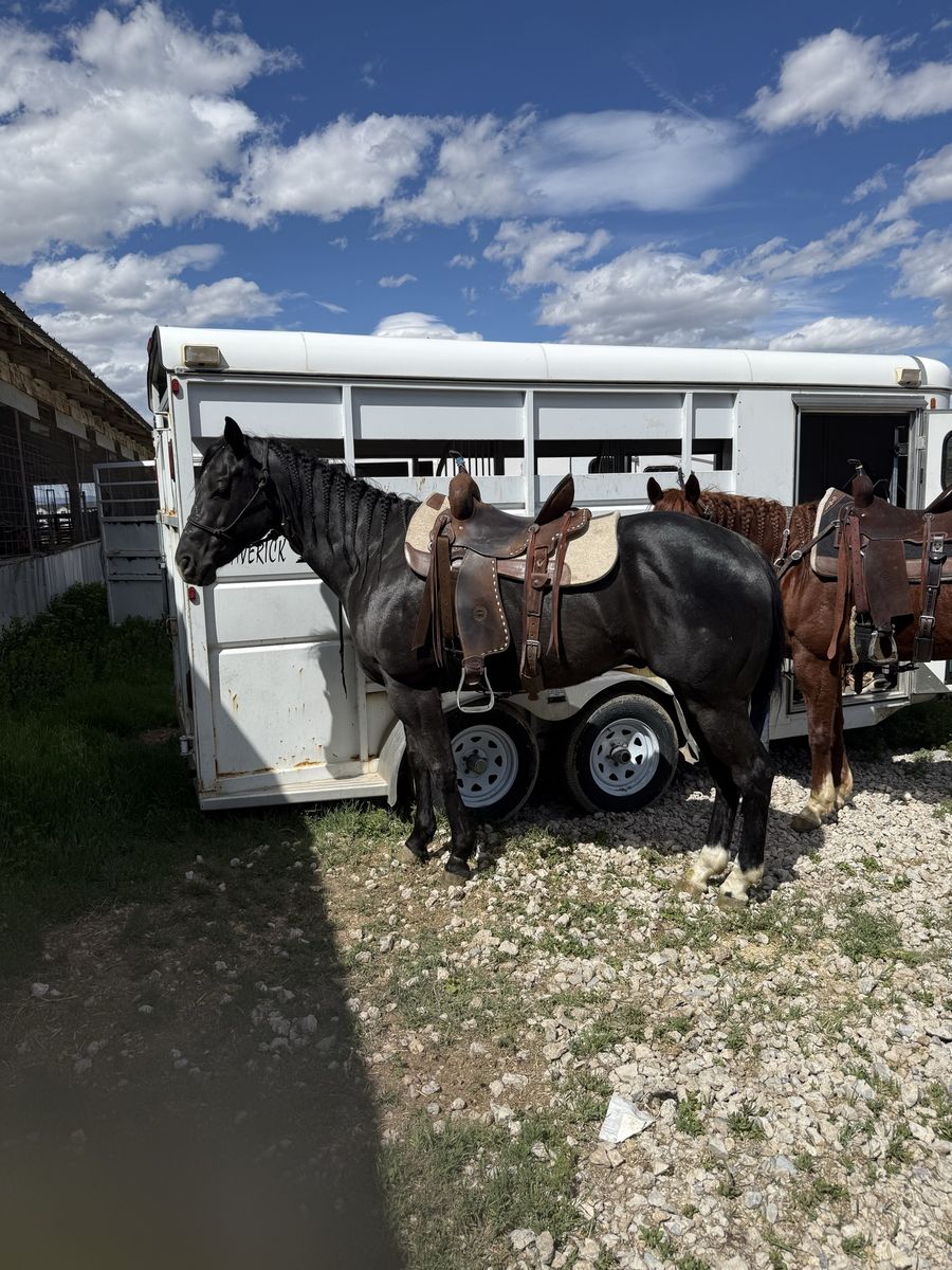 2019 Barrel Horse Prospect