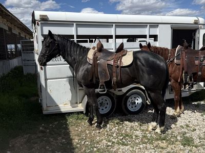 2019 Barrel Horse Prospect
