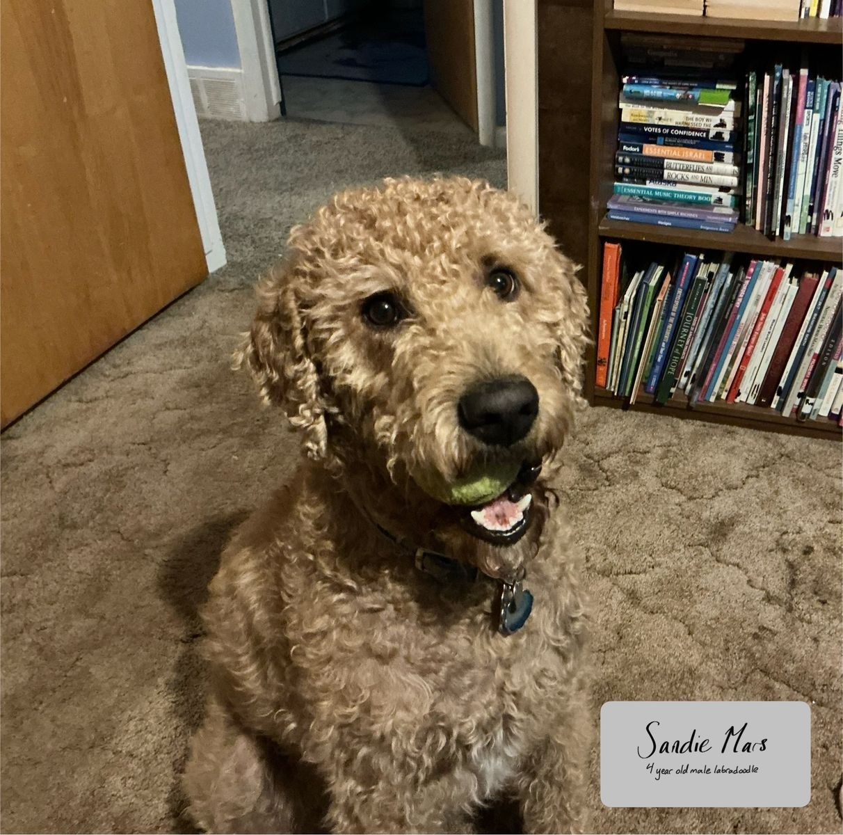Labradoodle 4 year old neutered male hypoallergenic dog looking for loving forever home