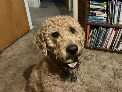 Labradoodle 4 year old neutered male hypoallergenic dog looking for loving forever home