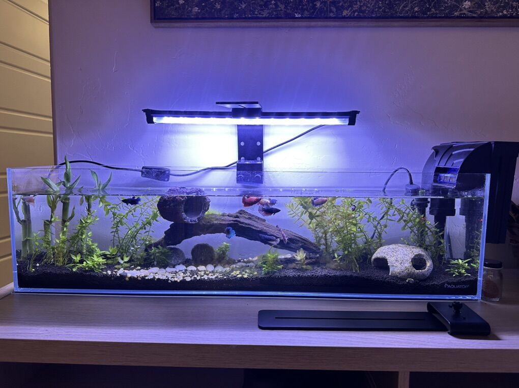 Sorority Betta Fish Aquarium