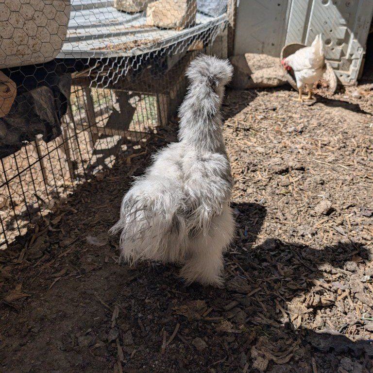 Layer hens