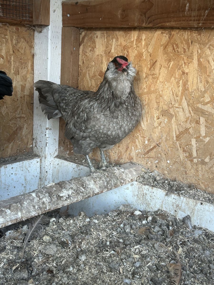 Free Chicken/Hen (Easter Egger Layer Hen)