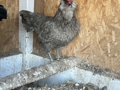 Free Chicken/Hen (Easter Egger Layer Hen)