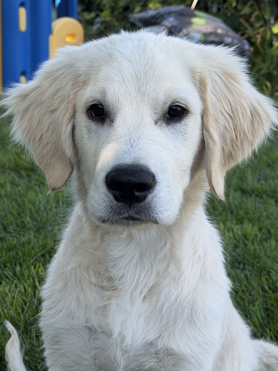 AKC English Cream Golden Retriever Puppy