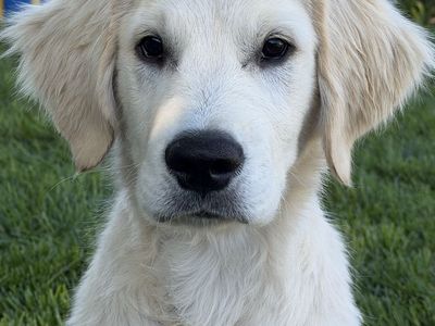 AKC English Cream Golden Retriever Puppy