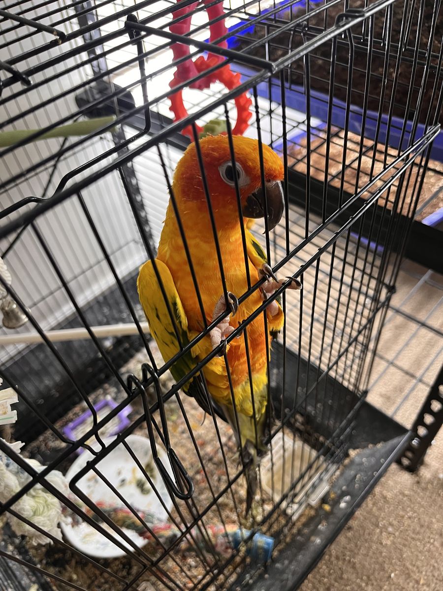 Sun Conure