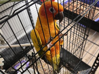 Sun Conure