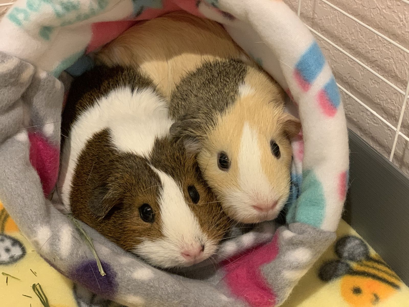 2 sweet female guinea pigs