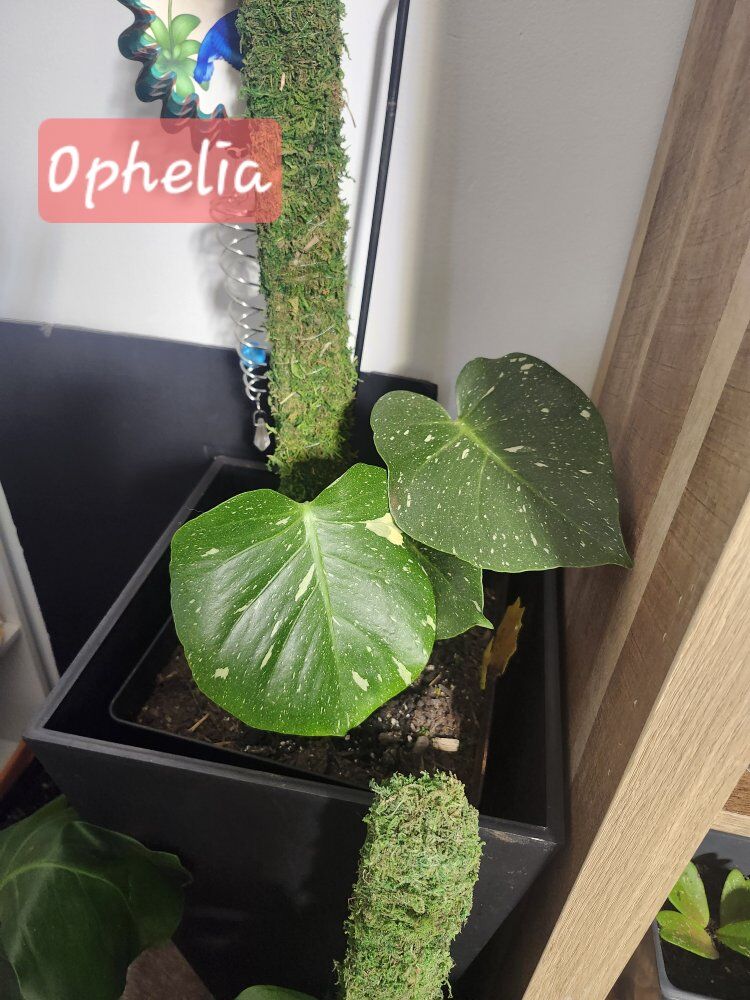 Thai Constellation Monstera: "Ophelia" Rare Beauty