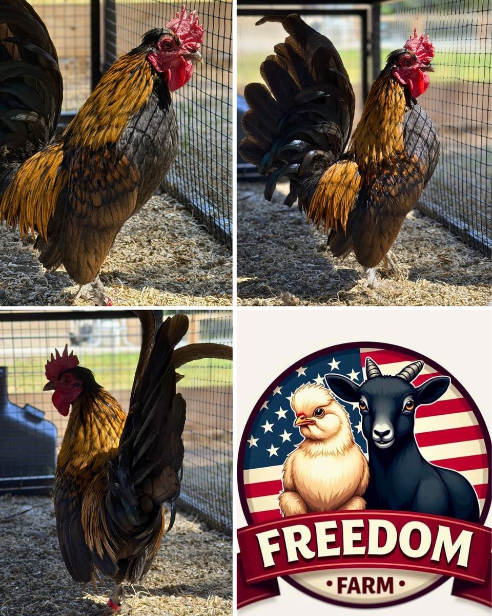 Rooster