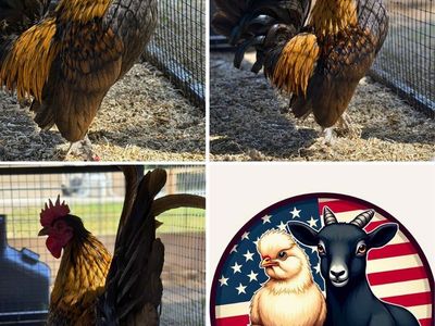 Rooster