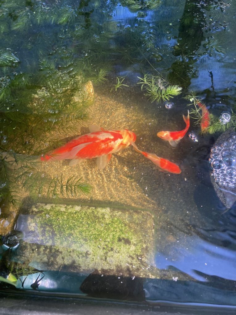 Large Comet Goldfish
