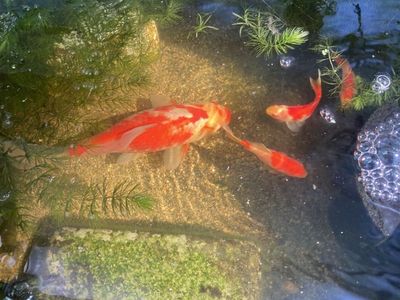 Large Comet Goldfish
