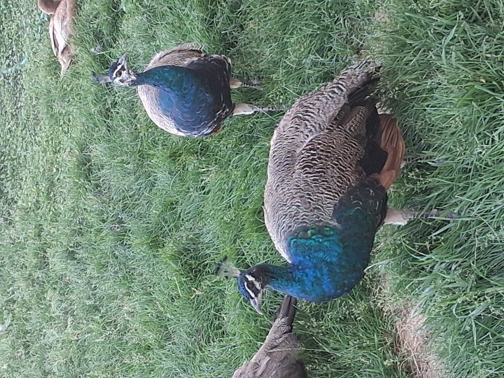 Peacocks