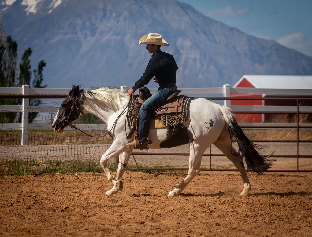 Sweet and Gentle APHA mare