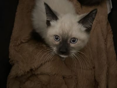 Russian Blue Siberian Mix Female Kitten !!