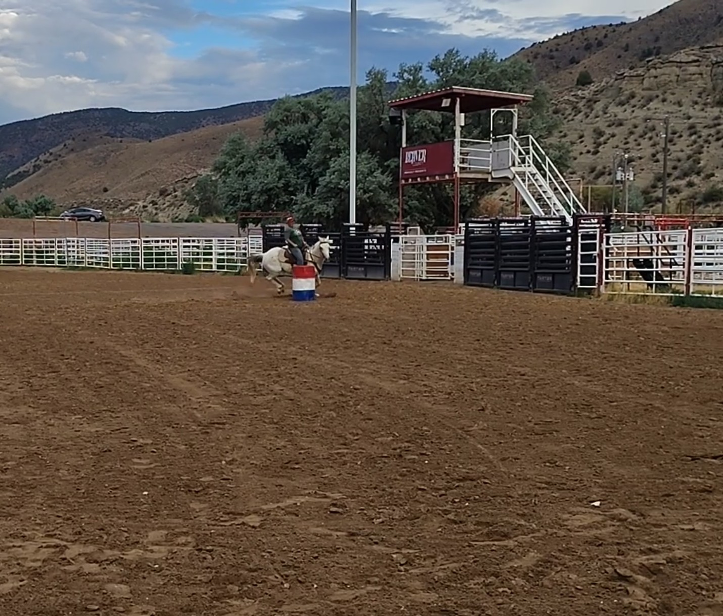 All around Grey gelding