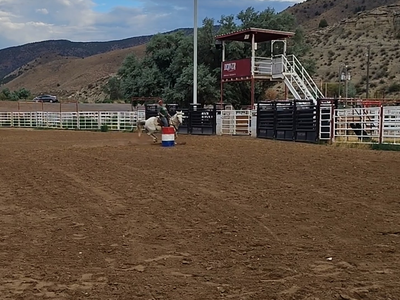 All around Grey gelding